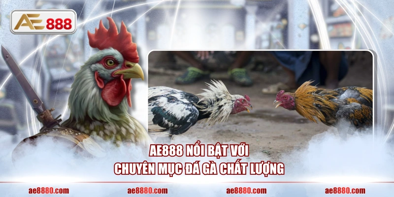 AE888 nổi bật với chuyên mục Đá Gà chất lượng